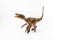 Feathered Velociraptor  , Dinosaur on white background