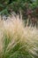 An feathergrass, Nassella tenuissima in garden