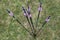 Feathering arrows from a bow on the grass.