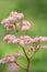 Featherleaf Rodgersia pinnata Superba, close-up flower