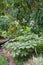 Featherleaf Rodgersia pinnata Superba, flowering plant in garden