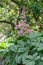 Featherleaf Rodgersia pinnata Superba pink flowering plant