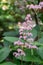 Featherleaf Rodgersia pinnata Superba pink flowers