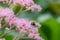 Featherleaf Rodgersia pinnata Superba pink flowers and bumblebee