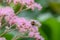 Featherleaf Rodgersia pinnata Superba, pink flowers and bumblebee sucking nectar