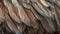 the feathers of a bird are brown and white with blue streaks on it\\\'s feathers and a black tip on the tip of the tail