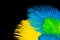 The feathers of birds are green, yellow and blue. Black background. Feathers for the Brazilian carnival costume.