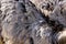 Feathers of female grey greater rhea Rhea americana