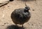 Feathers Puffed Up on a Elegant Crested Tinamou Bird