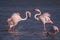Feathers Ruffled: Playful Argument Between Pink Flamingo Pair