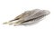 Feathers from a silver pheasant with black and white stripes, is