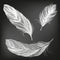 Feathers white set collection hand drawn vector illustration sketch, drawn in chalk on a black Board