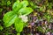 Feathery false lily of the valley Maianthemum racemosum blooming in a forest in San Francisco bay area, California