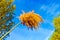 Feathery flower head of a pampas grass plant