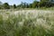 Feathery flowering spikes of Stipa in spring