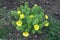 Feathery green leaves and yellow flowers of Adonis vernalis