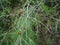 FEATHERY GREEN VEGETATION WITH RED BERRIES GROWING IN A WILD LANDSCAPE IN SOUTH AFRICA