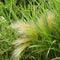 Feathery marsh grass found at Montezuma National Wildlife Refuge