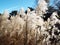 Feathery ornament prairie grass blowing in wind on bright sunny day