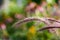 Feathery ornamental pampas grass macro