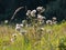 Feathery pappus of creeping thistle inflorescence in autumn