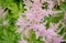 Feathery pink Astilbe flowers