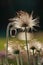 Feathery seeds of the Pasque flower in springtime, close-up, Pulsatilla vulgaris