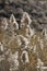 Feathery weeds with detail along a desert river in southern Utah.