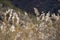 Feathery weeds and grasses with detail along a desert river in southern Utah.