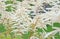 Feathery white Astilbe flowers