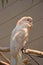 Feathery white and pinkish parrot