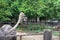 Feature-Africa ostrich-Struthio camelus