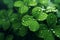 Feature a closeup of a dewcovered clover leaf