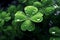 Feature a closeup of a dewkissed shamrock