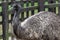 feature-EMU-Dromaius novaehollandiae