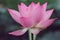 Feature of pink lotus