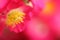Feature of pink rosebush