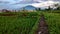 February  2,2024,foto of Rice fields and gede mountain in cianjur, Indonesia