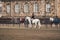 February 20, 2019. Denmark. Copenhagen. Training bypass Adaptation of a horse in the royal stable of the castle Christiansborg