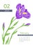 February calendar 2023 year. Iris botanical illustration. Calender design. Hand drawn vector pen or marker doodle sketch