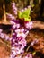 February daphne - Daphne mezereum, spring flower