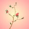 February daphne. Flower illustration on pink background