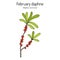 February daphne or spurge olive Daphne mezereum , poisonous and ornamental plant