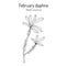 February daphne or spurge olive Daphne mezereum , poisonous and ornamental plant