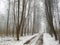 February grove in fog and road