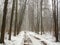 February grove in fog and road