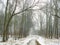 February grove in fog and road