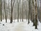 February grove in fog and snow