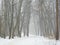 February grove in fog and snow