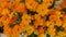 Fechar-se nas flores amarelas Kalanchoe blossfeldiana